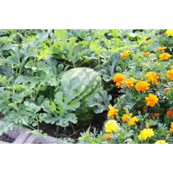 Growing Marigold Plant